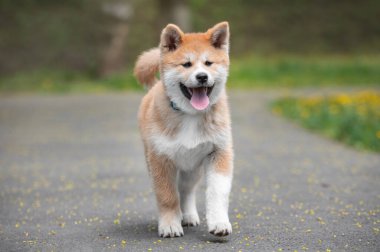 Bir akita inu yavrusunun portresi. Mutlu köpek yazın dışarıda. Fluffy akita inu dog