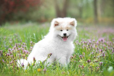 Beyaz bir akita inu yavrusunun portresi. Mutlu köpek yazın dışarıda. Fluffy akita inu dog