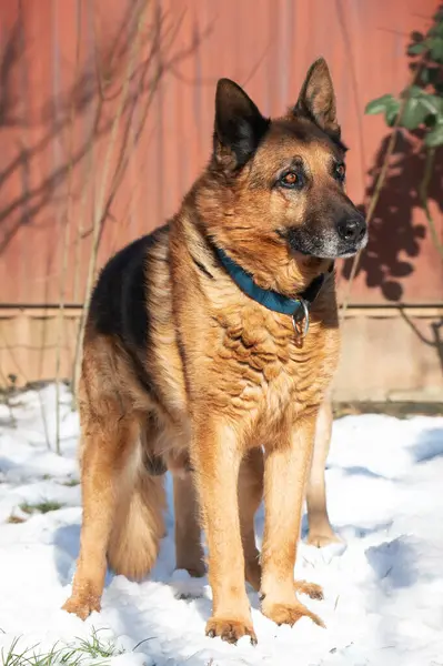 Portrait German Shepherd Purebred Dog — Stock Photo, Image