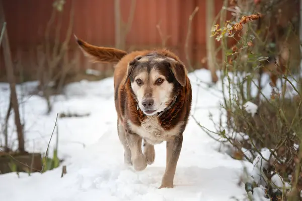 Portrait Wonderful Red Dog Mix Breed Mongrel Dog Dog Snow — Stock Photo, Image