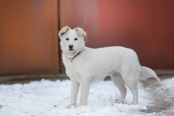 Portrait Wonderful Cute White Dog Winter Dog Don Snow — Stock Photo, Image