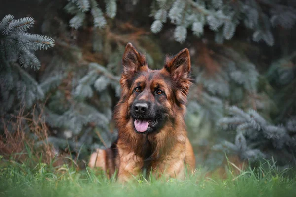 Alman çoban köpeği, kışın