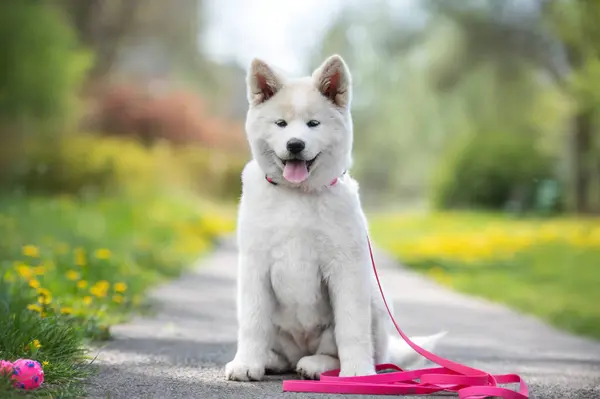 Portrait White Akita Inu Puppy Happy Dog Outdoors Summer — Stock Photo, Image