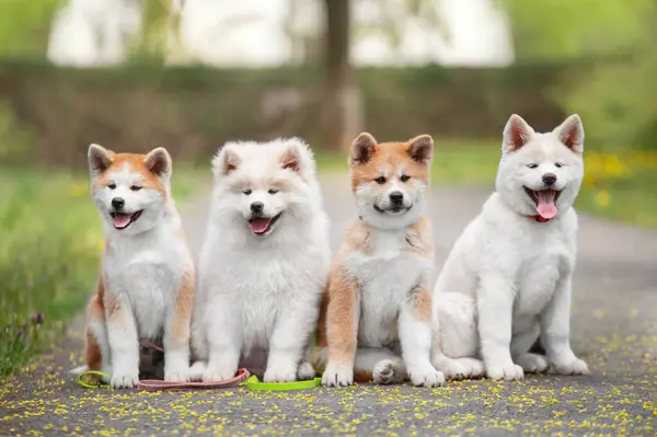 Akita inu puppies. Four puppies of Japanese akita-inu breed dog