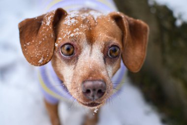 Karda büyüleyici kırmızı bir köpeğin portresi.