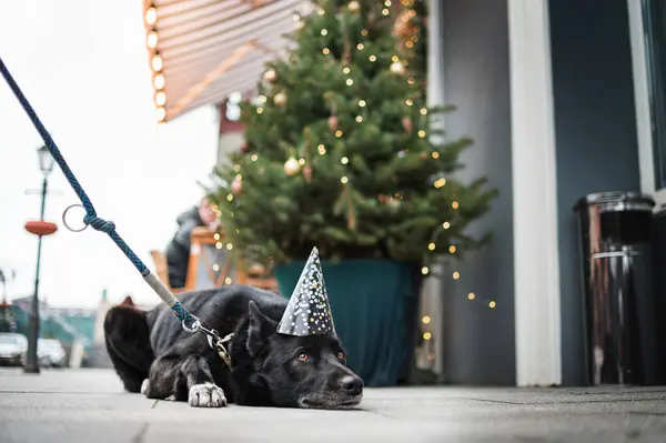 Black Russian European Laika Dog Posing Christmas Setting Dog New — Stock Photo, Image