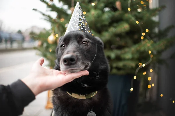 Black Russian European Laika Dog Posing Christmas Setting Dog New — Stock Photo, Image