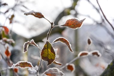 Kışın karda yaprakları olan bir ağaç dalını kapat. yüksek kaliteli fotoğraf