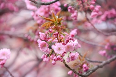 Bahar çiçeği ağacı, Flora. Doğa arka planında güzel Pembe Kiraz Çiçeği. Sakura çiçeği açıyor. Sakura Uzhhorod