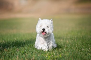 Batı İskoçya 'dan beyaz bir teriyer köpeği otların üzerinde dili dışarıda oturuyor.