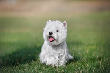Batı İskoçya 'dan beyaz bir teriyer köpeği otların üzerinde dili dışarıda oturuyor.