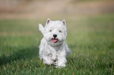 Batı İskoçya beyaz teriyer köpeği çimenlerde koşuyor.