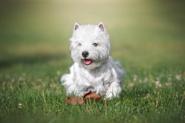 Batı İskoçya beyaz teriyer köpeği çimenlerde koşuyor. 