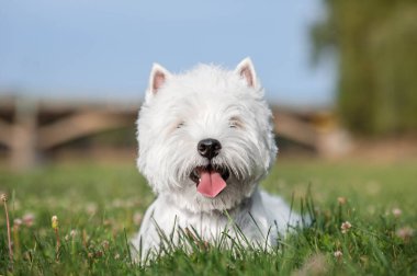 Batı İskoçya 'dan beyaz bir teriyer köpeği otların üzerinde dili dışarıda yatıyor.