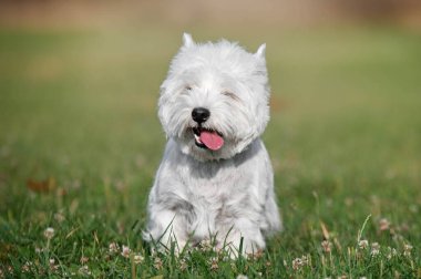 Batı İskoçya 'dan beyaz bir teriyer köpeği otların üzerinde dili dışarıda duruyor.