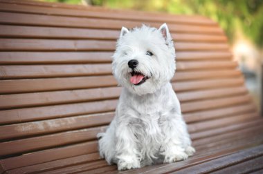 Batı İskoçya beyaz teriyer köpeği ahşap bir bankta oturuyor.