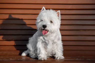 Beyaz batılı bir köpek tahta bir bankta oturuyor.