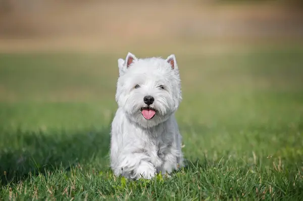 Batı İskoçya 'dan beyaz bir teriyer köpeği otların üzerinde dili dışarıda oturuyor.