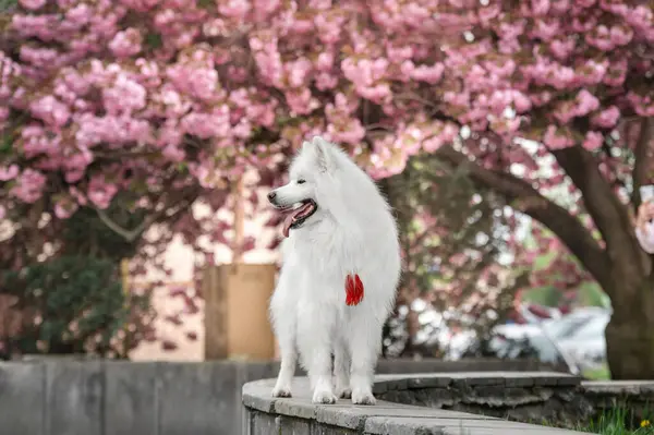 A white samoyed dog standing among cherry blossom. white dog on a background of sakura