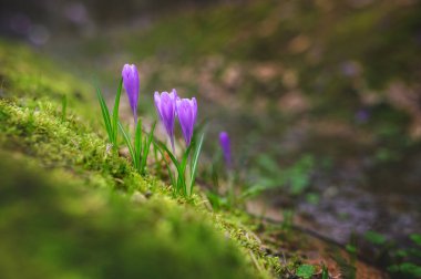 Bahçede güzel bahar çiçekleri