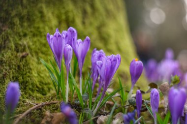 crocus flowers in the forest clipart