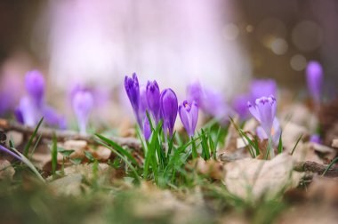 Bahçede ilkbahar çiçekleri