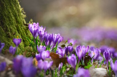 Ormandaki güzel mor timsahlar. Bahar çiçekleri doğal arkaplan.