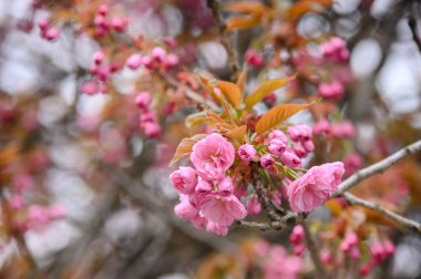 Bahçedeki güzel sakura çiçekleri. kiraz çiçeği.