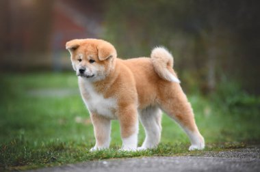Yaz parkında şirin bir akita inu yavrusunun portresi.