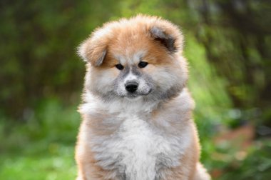 Şirin pofuduk akita inu puppy portresi