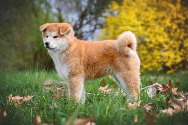 Doğadaki şirin akita inu puppy portresi