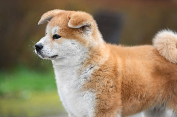 portrait of akita inu puppy in the park