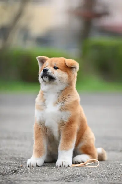 可爱的Akita Inu小狗在公园 日本狗品种 图库图片
