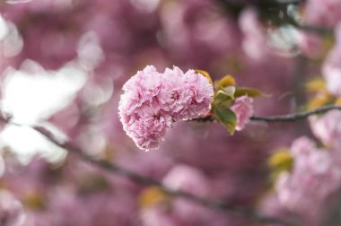 Bahçede güzel bahar kiraz çiçekleri