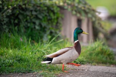 Otların arasında ördek