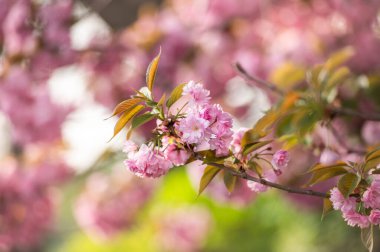 Bahçedeki güzel pembe sakura çiçekleri