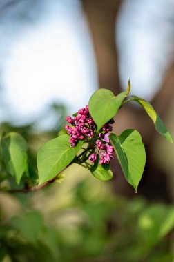 İlkbaharda güzel şırınga ya da leylak çiçekleri 