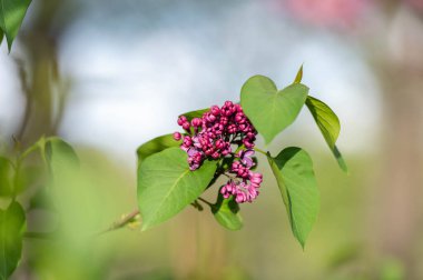 beautiful lilac flowers branch on a green background, natural spring background, soft selective focus. Nature wallaper
