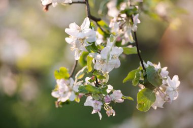 Pembe elma çiçeği. Elma çiçekleri kapatır. Elma ağacı bahar ı. Closeup pembe elma çiçekleri.