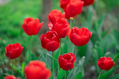 Bahar bahçesinde açan kırmızı lale çiçekleri.