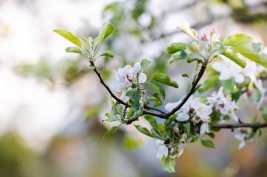 Güzel bir bahçede çiçek açan elma ağacı. Yakın plan. Kavram. Baharda açan elma ağacının pembe çiçekleri güneşli bir günde açık havada yakın çekim makrosu..