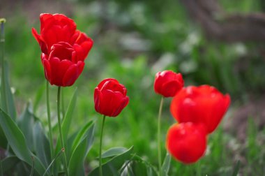 Bahar çiçekleri açan kırmızı laleler, Bokeh çiçeği arka planı, pastel ve yumuşak çiçek kartı, seçici odak noktası