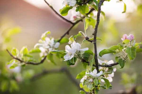 white apple blossom on tree
