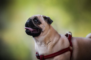 Pug köpek bir parkta