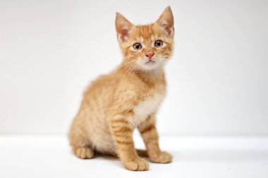 Beyaz arka planda oturan sevimli kırmızı kedi yavrusu.