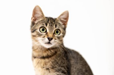 Beyaz bir arka plan üzerinde tekir kedi. 