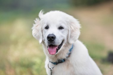 Parktaki Golden Retriever köpeğinin portresi.