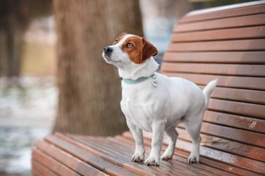 Jack Russel Terrier köpeği parkta yürüyüşe çıkmış. Sonbaharda parkta portre.