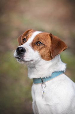 Köpek Jack Russell Terrier 'ın portresi..
