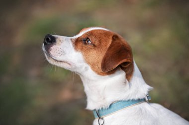 Jack Russel Teriyer Köpeğinin Portresi